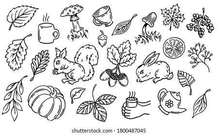 Vector line art autumn illustrations set. Collection of outline autumn decorations, black silhouette. Acorns, leaves, mushrooms, mugs isolated on white background.