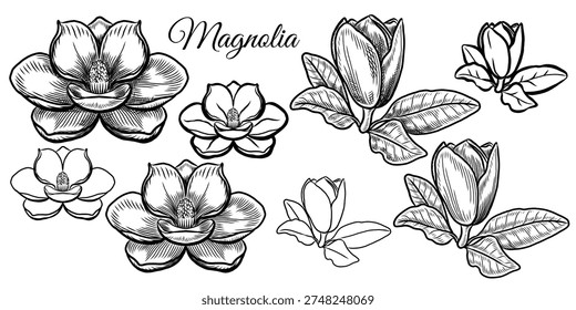 Vector line art black color of Magnolia flower isolated transparent background