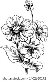 Vector line art black and white flower.Vector isolate element. Beautiful flowers in style of engraving.