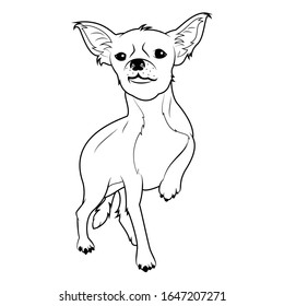 Dibujo en blanco y negro de arte vectorial: perro chihuahua levanta un pie sobre fondo blanco