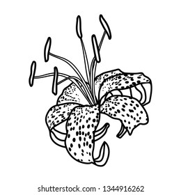 Vector line art of blooming tiger lily. Black isolated on white.