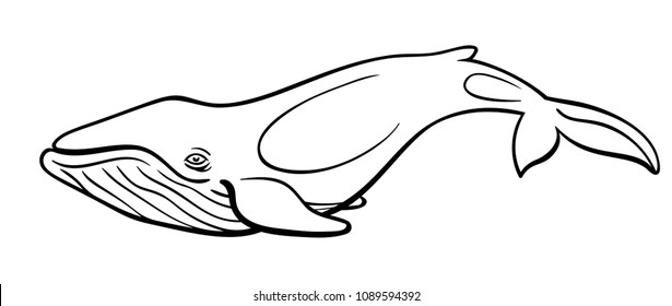 Vector line art blue whale underwater mammal