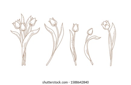 Vector line art bouquet of blooming spring flowers. Tulip flower line art. Symbol for Women's Day, Mothers Day. Isolated tulips on white background. Design linear artwork element.
