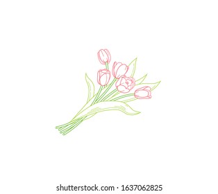 Vector line art bouquet of blooming spring flowers. Tulip flower icon. Symbol for Women's Day, Mothers Day. Isolated tulips on white background. Design linear artwork element. Tulips. Springtime