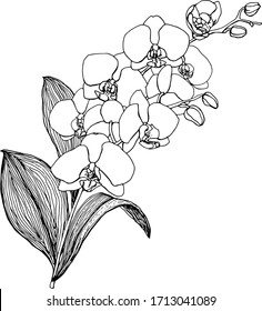 Vector line art bouquet with white orchids. Hand painted tropical card with flowers, branches and leaves isolated on white background. Floral illustration for design, print, background.