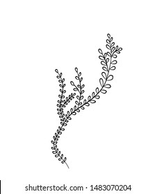 vector line art of branch with leaves