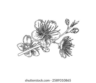 Vector line art branch with spring flowers. Detailed hand drawn clip art element isolated for postcards, social media posts, textile