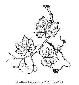 Vector line art bunch of grapes with leaves on white background.