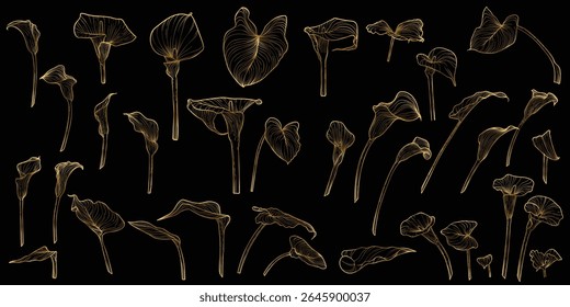 Vector line art of calla with a golden touch. Hand drawn high quality and detailed callas. Elegant summer flowers for print and online. Luxurious flowers for card, invitations, wallpapers