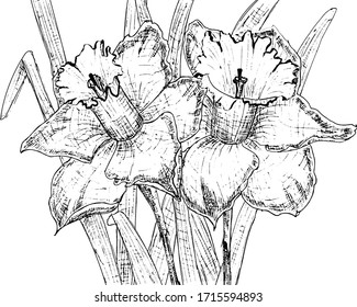 Vector line art with daffodils. Coloring book pages. Hand drawn illustration. Boltanical illustration. Monochrome floral background wallpaper. Floral ornament is good for web, print and stencil