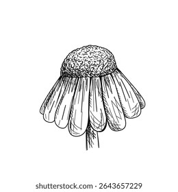 Vektorlinienart einer Gänseblume im Tintenskizzenstil, elegant und minimalistisch für botanisches oder dekoratives Design