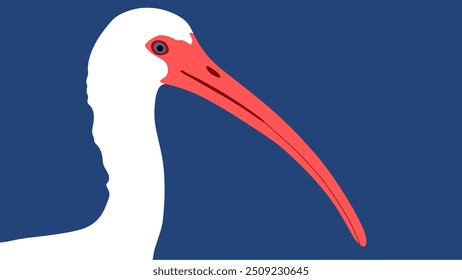 Vector line art drawing of an American White Ibis bird.
