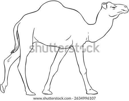 Vector line art drawing of a camel walking in side view
