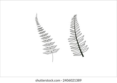 Vector line art drawing or  fern leaf line art , illustration
