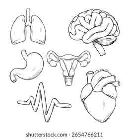 Conjunto de ilustración de dibujo de línea de Vector colección de órganos de cuerpo humano