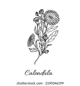 Vector line art drawing of marigold. Herbal engraving style illustration. Isolated medical flower, leaves, buds. Detailed botanical sketch of organic cosmetics,aromatherapy on a white background