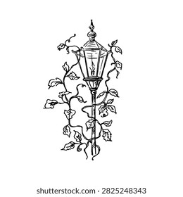 Vector line art drawing of a romantic vintage street lamp, garden lantern or light post overgrown with ivy, climbing plants or leaves. Aesthetic ink sketch retro element
