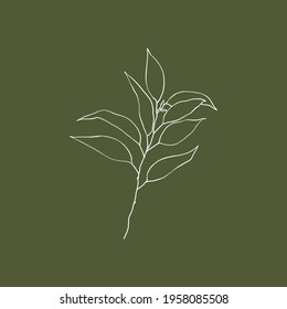 Vector line art of eucalyptus leaves