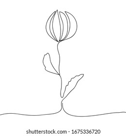 Vector line art flower. Minimalism, elegant, isolated white background