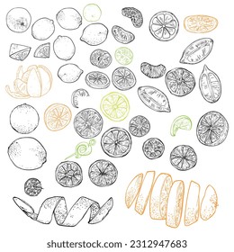 Vector line art hand drawn citrus bundle. Easy to edit outline. Whole, pealed, sliced lemon, orange, tangerine, lime, grapefruit as assets for patterns, graphic designs projects in online and print.