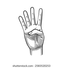 Vector line art hand gestures showing numbers 4. Ideal for educational, counting, or creative projects. Clean design, isolated on white.