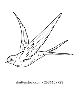 vector line art handdrawn illustration of a bird