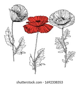 Vector line art with hand-drawn poppies. Monochrome floral drawings. Floral elements isolated on white background. Elements for the design of patterns, banners, posters, invitations and greeting cards