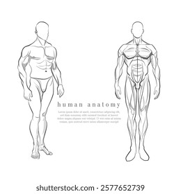 A vector line art of Human body, Man body anatomy vector art, An illustration of human body parts