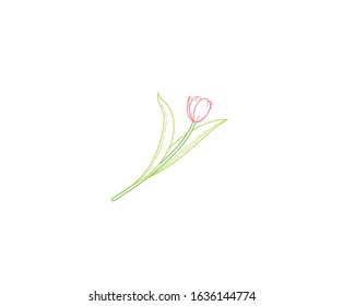Vector line art icon of blooming spring flower. Tulip floral lineart. Symbol for Women's Day, Mothers Day. Isolated tulips on white background. Design linear artwork element. Springtime