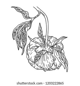 Vector line art illstustration of a peony flower on the stem. Isolated on white background. Can be used for graphic design, textile design or web design.