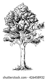 Vector line art illustration of the beech tree.