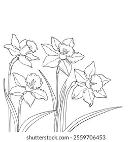 Vector line art illustration of blooming daffodils. Hand drawn outline of narcissus flowers and leaves. Botanical drawing for coloring books, floral, and decorative designs. Wall art. 