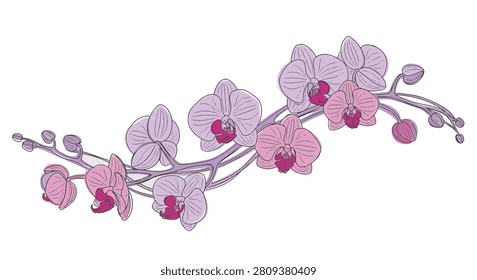 Vector line art illustration of blooming purple and pink Phalaenopsis orchid flowers on curved stems with small buds, isolated on a white background for botanical design work.