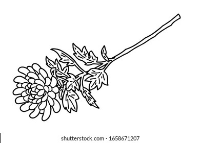 Vector line art illustration of Chrysanthemum. Chrysanthemum is used to show condolences at funerals in Korea.