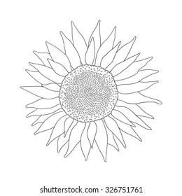 Vector line art illustration of closeup sunflower with detailed seeds. Black and white colors. 