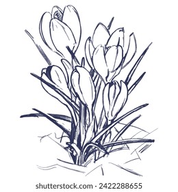 Vector line art illustration of crocus flower sketch.