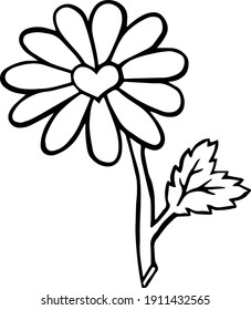 vector line art illustration of flower chamomile on the white background