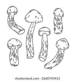 Ilustración de arte de línea de Vector de hongos del bosque Aspen Boletes sobre fondo blanco