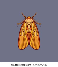 Vector line art Illustration of a moth, butterfly. 
