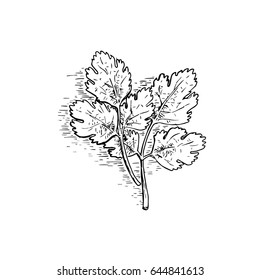 Vector line art illustration of Parsley on white background.