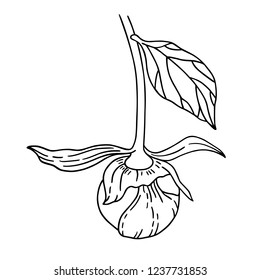 Vector line art illustration of a unblown peony bud and leaf. Isolated on white background. Can be used for graphic design, textile design or web design. 