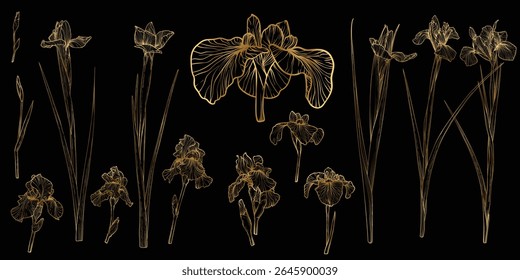Vector line art of iris with a golden touch. Hand drawn high quality and detailed irises. Elegant summer flowers for print and online. Luxurious flowers for card, invitations, wallpapers