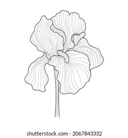 Vector line art iris on a white background in vintage style. Black and white flower with leaves for the design of cards, websites, elegant style.
