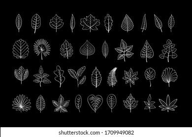 Vector line art leaves , white outline leaves isolated on black background, leaves for your design as on banner, flyer, brochure, book cover,  collection of spring, summer and autumn leaves,