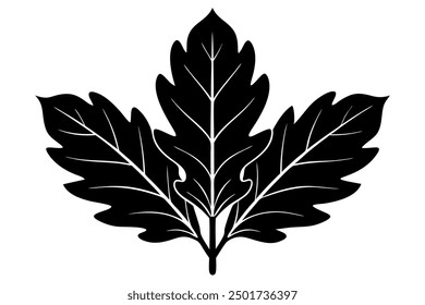 Vector Line Art of Oak Leaves on White Background Detailed Illustration and Clipart Design, Detailed vector line art of oak leaves on white background, perfect for nature themed de