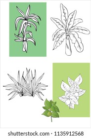 the vector line art of plant