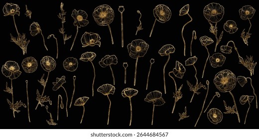Vector line art of poppies with a golden touch. Hand drawn high quality and detailed poppies. Elegant summer flowers for print and online. Luxurious flowers for card, invitations, wallpapers