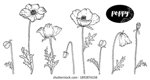 Arte de línea vectorial con amapolas. Papel de fondo floral monocromo. Diseño de elementos de flores para web, impresión y tela.