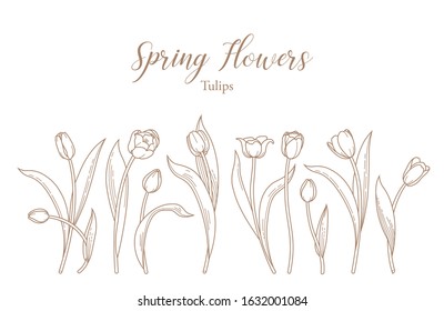 Vector line art set of blooming spring flowers. Tulip flower line art. Symbol for Women's Day, Mothers Day. Isolated tulips on white background. Design linear artwork element. Springtime