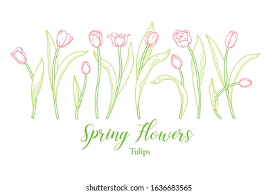 Vector line art set of blooming spring flowers. Tulip flower line art. Symbol for Women's Day, Mothers Day. Isolated tulips on white background. Design linear artwork tulips element. Springtime